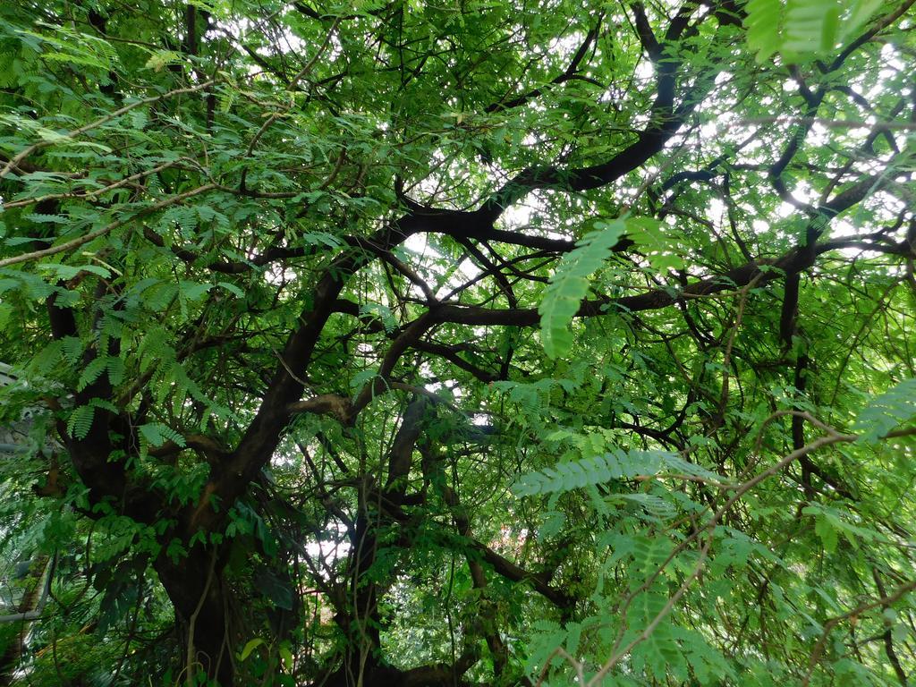 Green Woods Bethlehem Kochi Zewnętrze zdjęcie